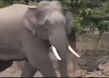 हरिद्वार : कोर्ट और कलेक्ट्रेट परिसर में पहुंचे गजराज, देखें वीडियो