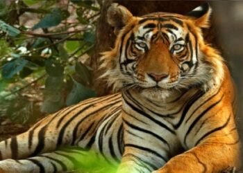 उत्तराखंड : अल्मोड़ा में इतनी ऊंचाई पर नजर आया बाघ, वन विभाग भी हैरान